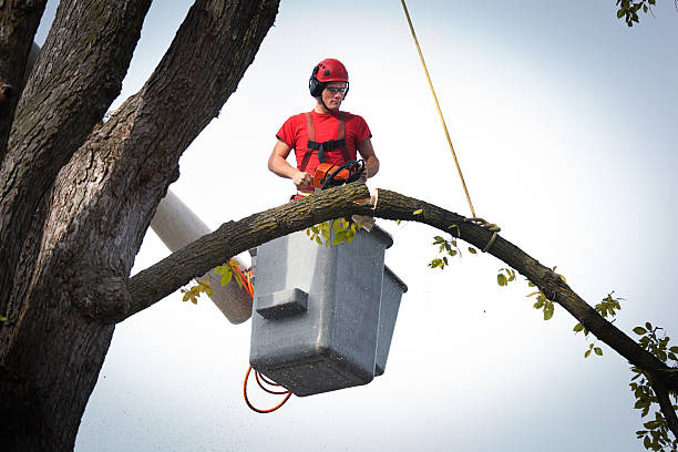 The Steps Involved in Our Tree Care Process in Christiansburg, VA